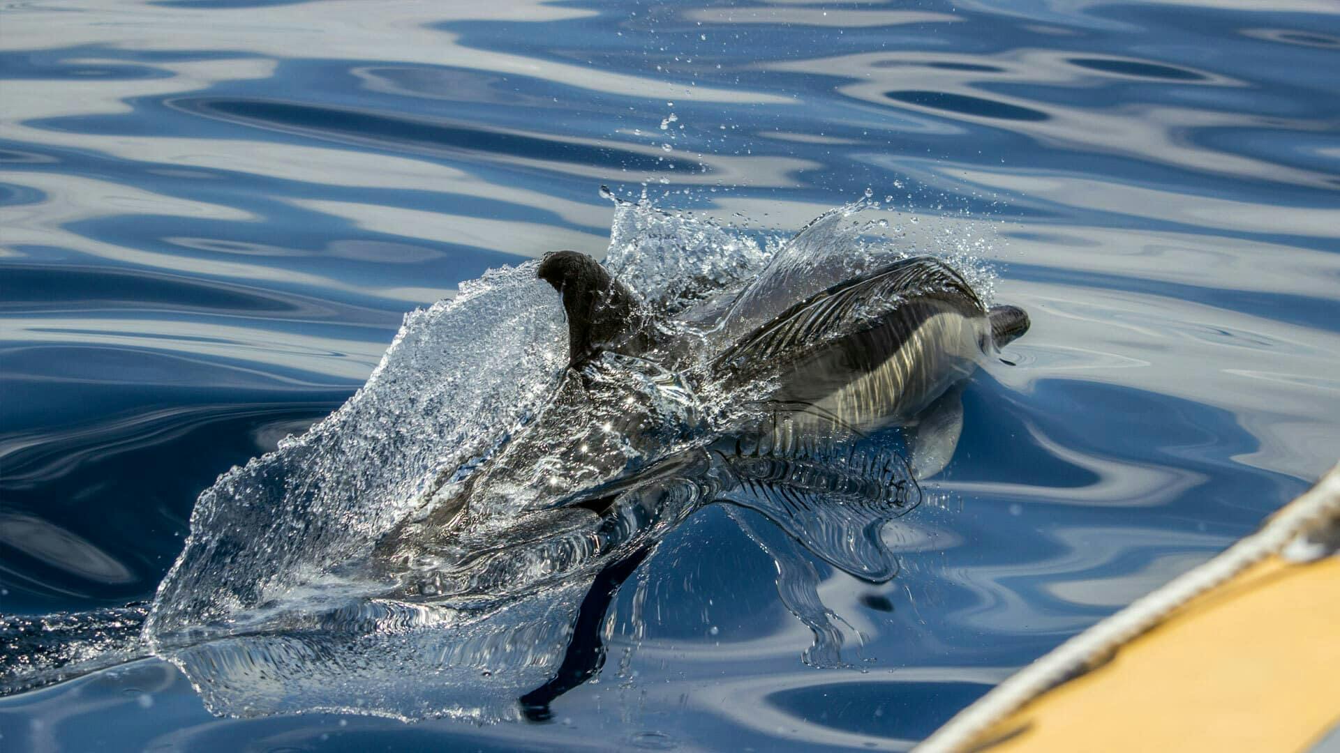 São Miguel Whale Watching & Islet Ticket