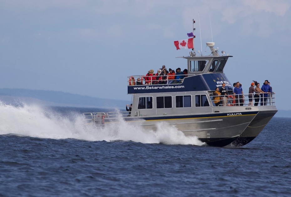 catamaran boat whale watching