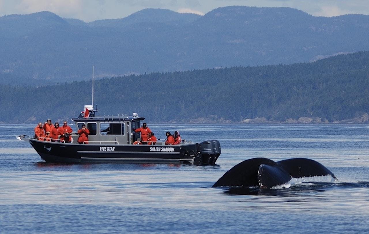 Morska przyroda i wycieczka z obserwacją wielorybów w Victorii?