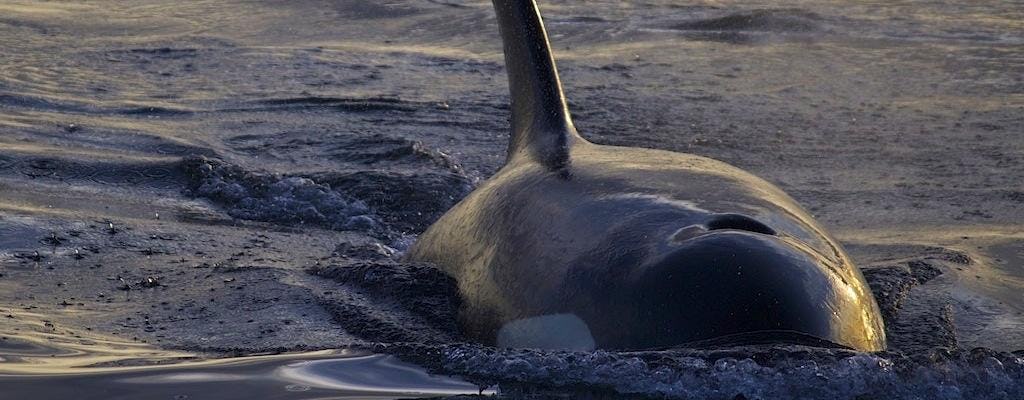 Wieczorna wycieczka z obserwacją wielorybów w Victorii?