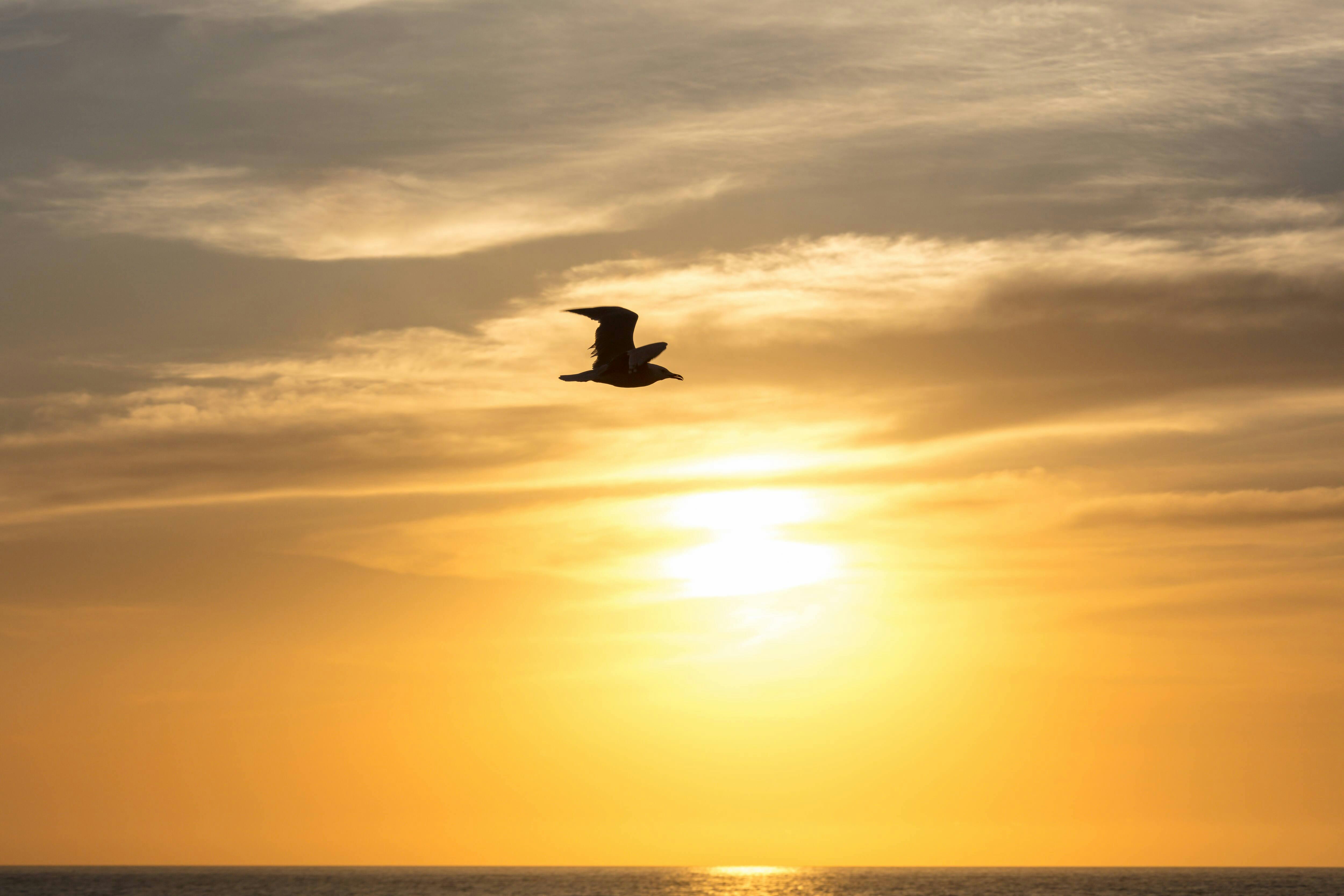 Formentera Catamaran Sunset Tour