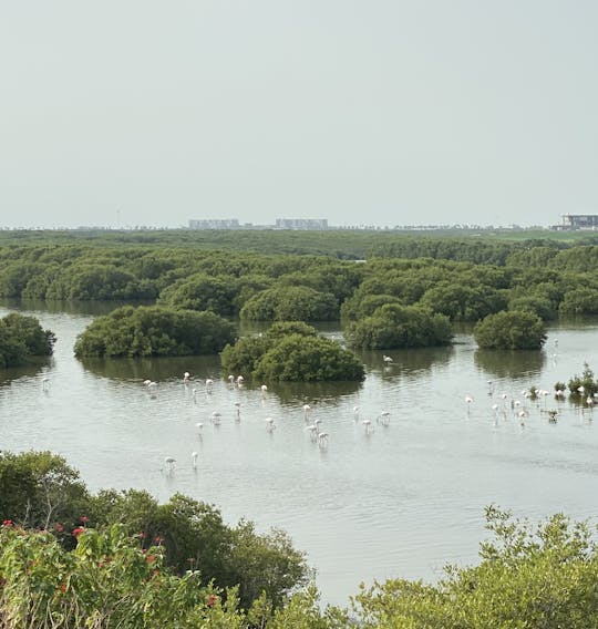 Excursão de meio dia pela cidade de Ajman e reserva natural Al Zorah