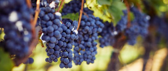 Pase de bodegas Heart of Willamette