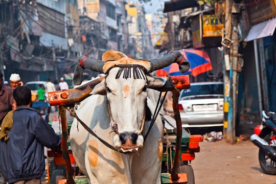 Visite à pied du patrimoine d'une journée avec déjeuner et shopping à Delhi