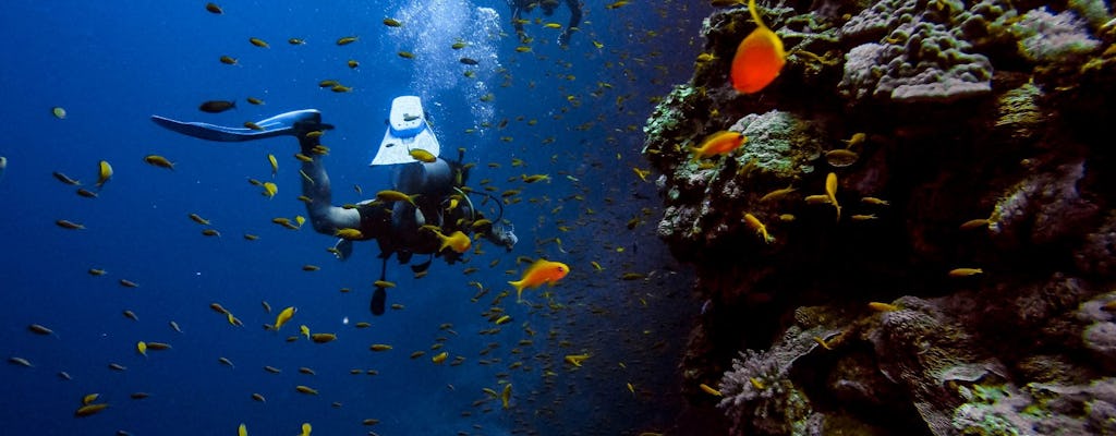 Scuba diving experience from Abu Dhabi