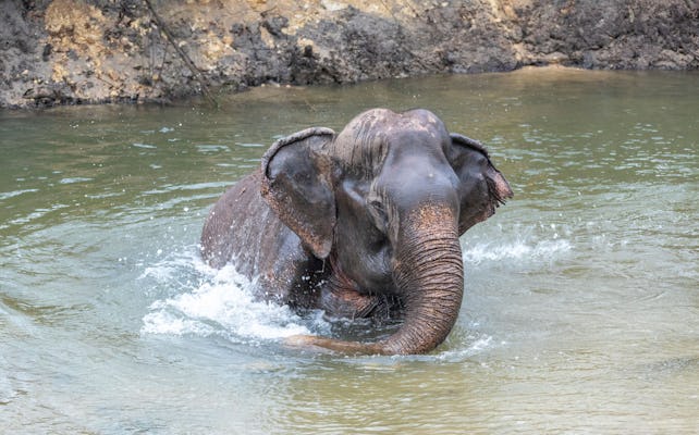 Elephant Care Experience and White Water Rafting