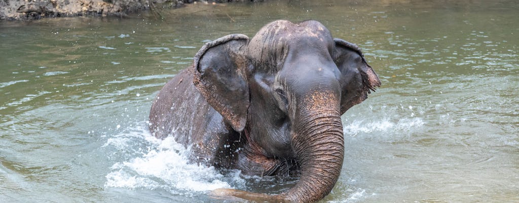 Elephant Care Experience and White Water Rafting