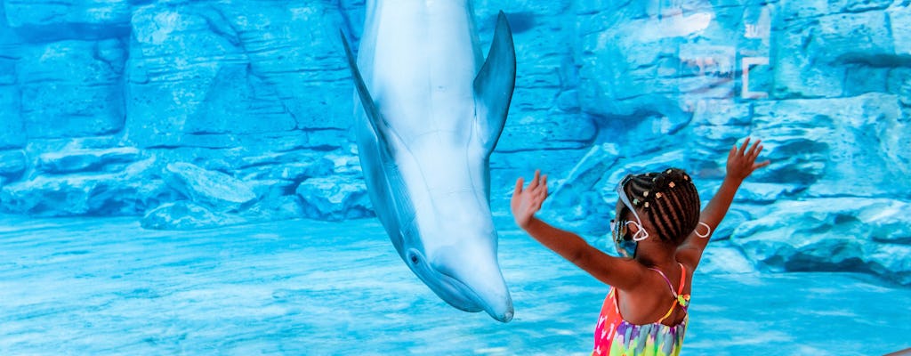 Clearwater Beach and Marine Aquarium adventure with lunch