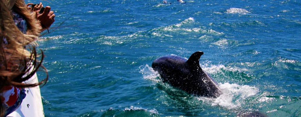 Observation des dauphins à Salalah