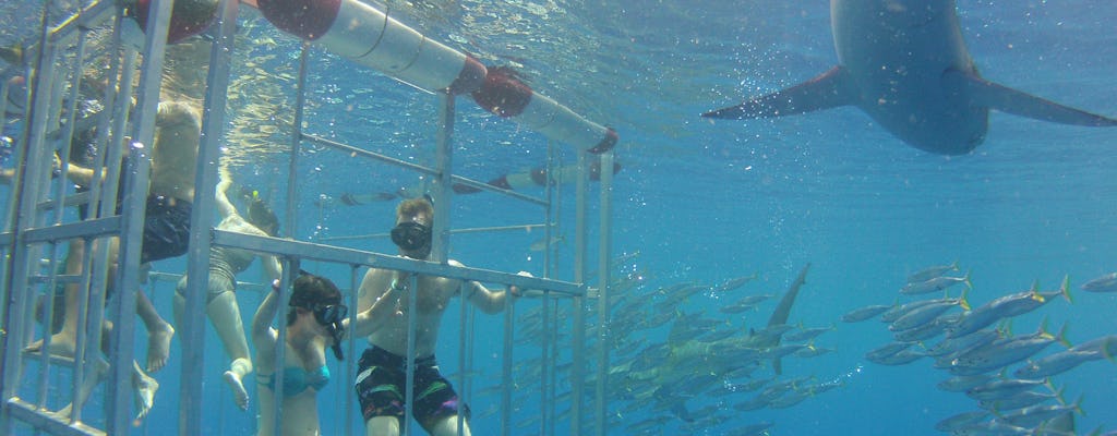 Tour de tiburones en Oahu