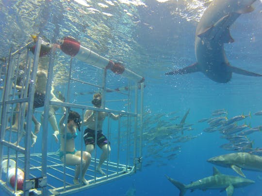 Visite des requins d'Oahu