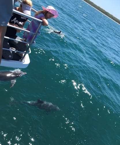 Jervis  Bay dolphin cruise tour