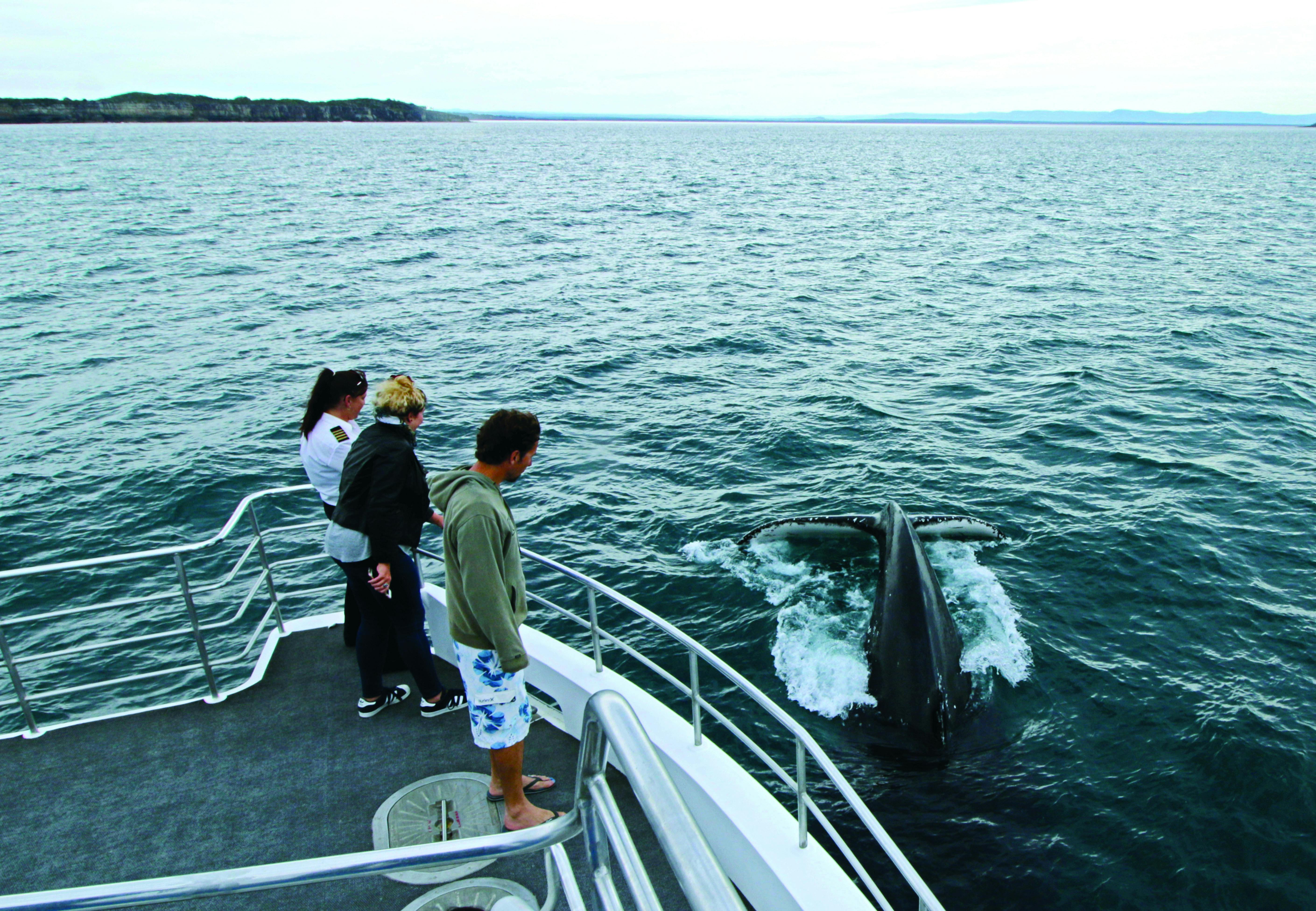 Walvissen spotten cruise tour