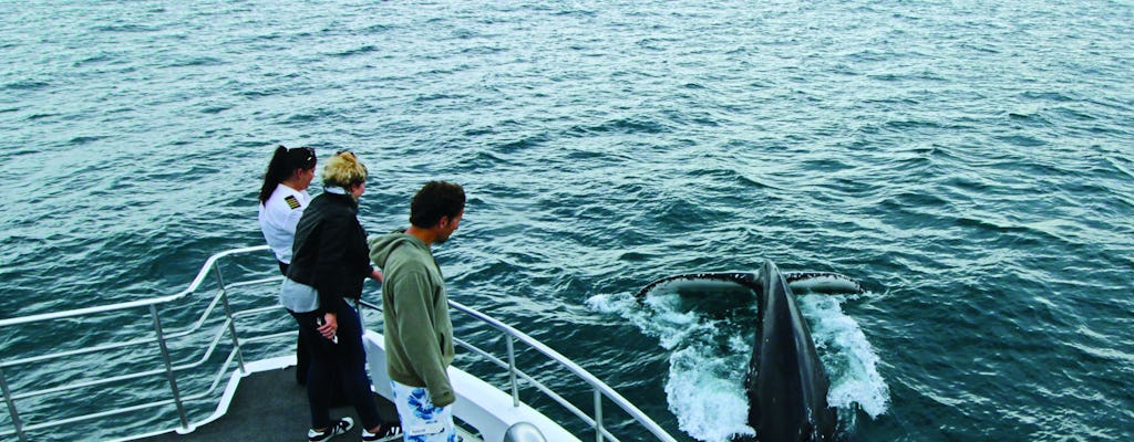 Cruzeiro para observação de baleias