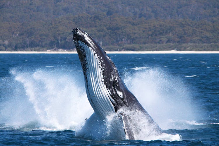 Whale watching cruise tour