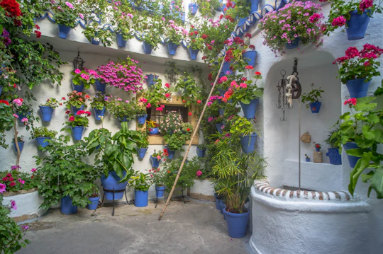 Guided tour of Cordoba's UNESCO Heritage Patios