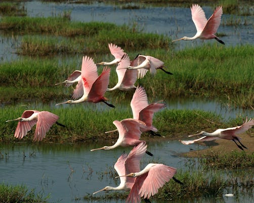 Park Narodowy Everglades całodniowa wycieczka przygodowa z suchą wędrówką