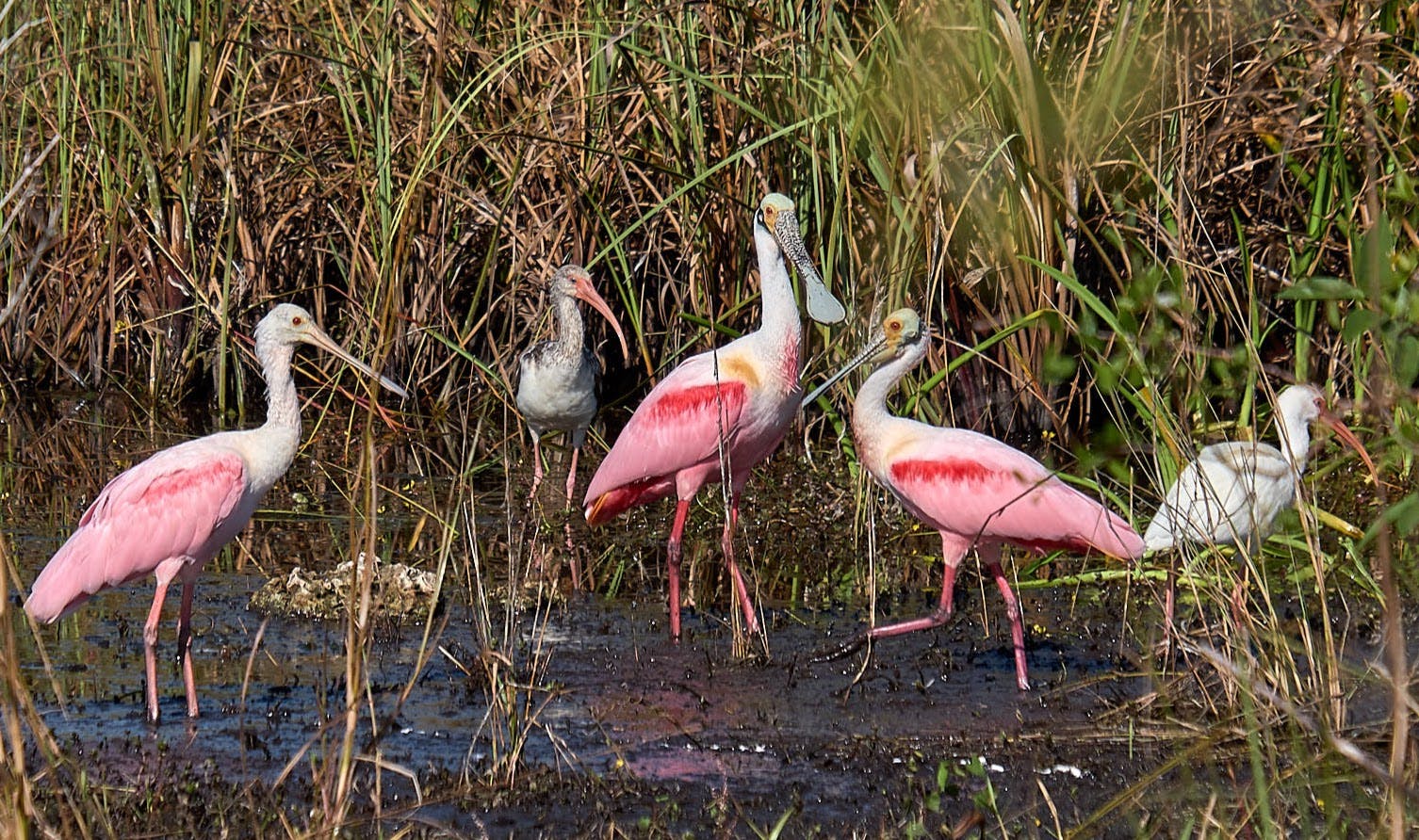 Everglades National Park full-day adventure tour with wet hike