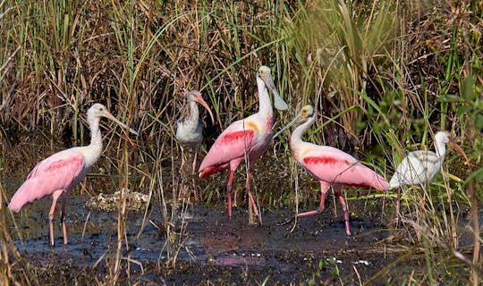 Tour avventuroso di un'intera giornata del Parco nazionale delle Everglades con escursione bagnata