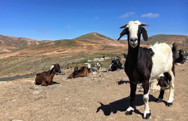 Fuerteventura South Tour