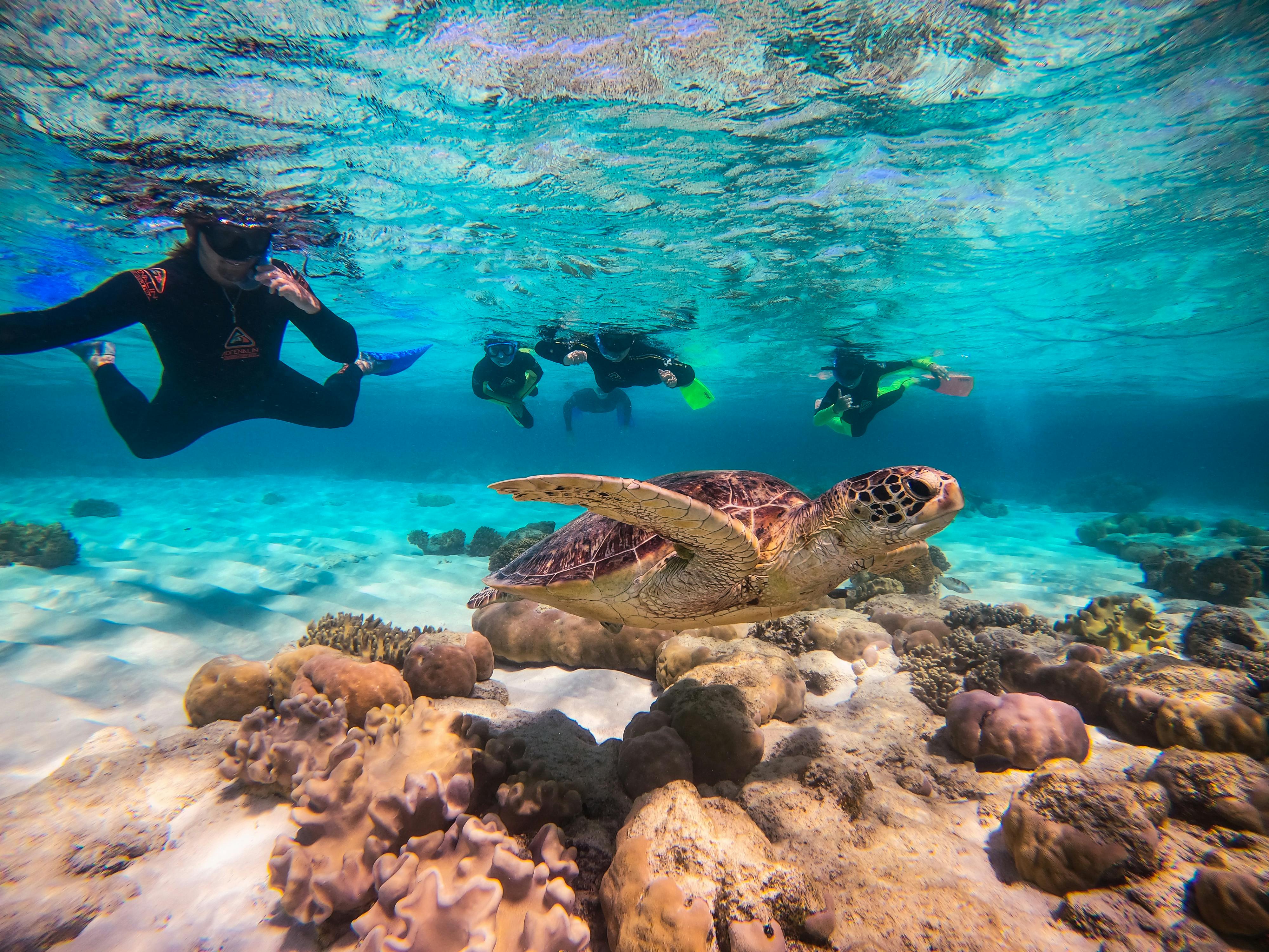 Half day Great Barrier Reef adventure Musement
