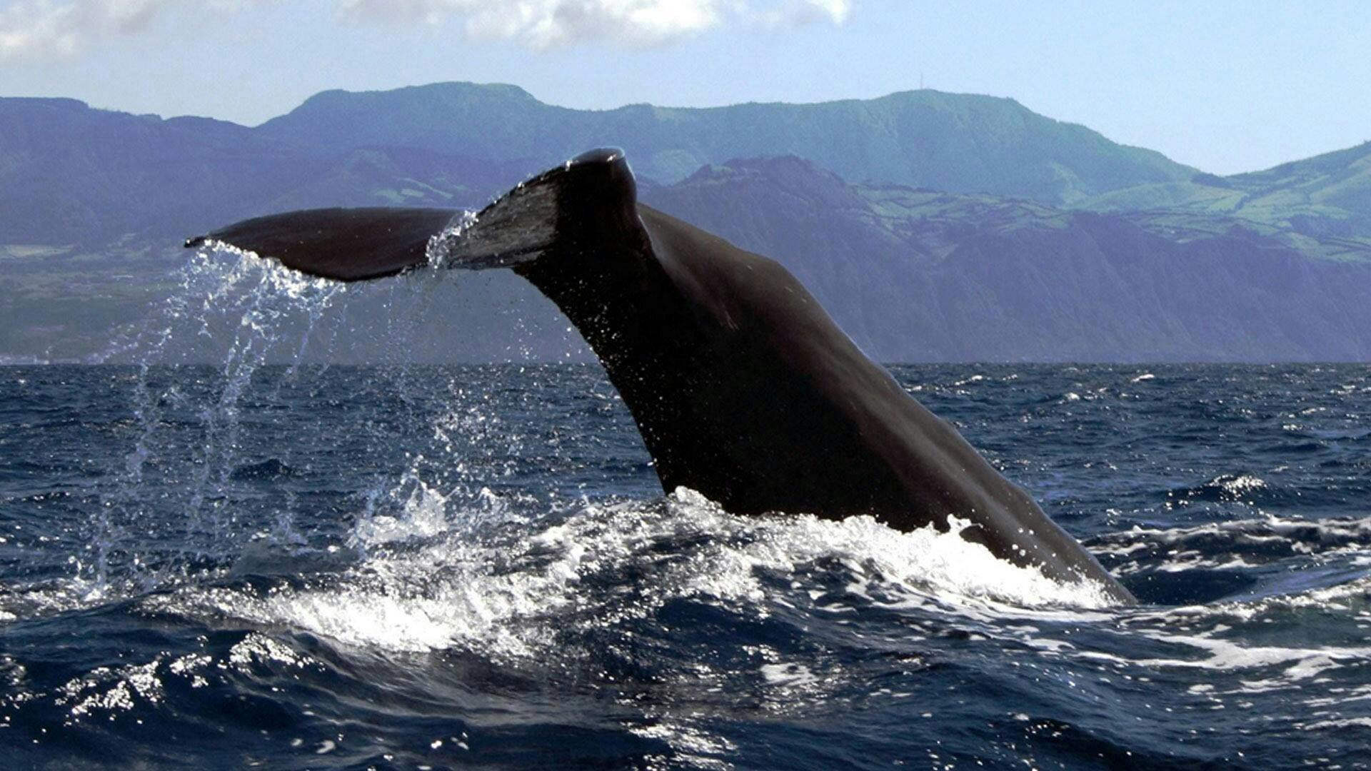 São Miguel Whale Watching & Islet Ticket