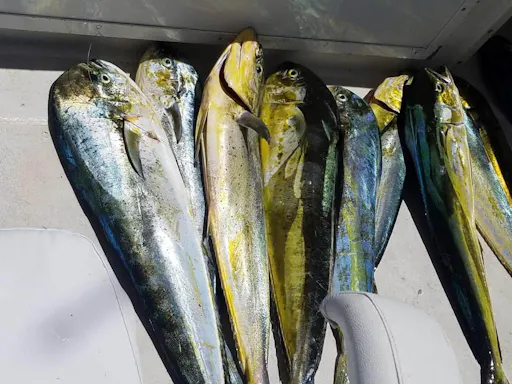 Mahi Mahi Sport Fishing Cruise