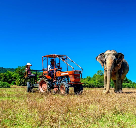 Expérience de soins aux éléphants et visite en tuk tuk