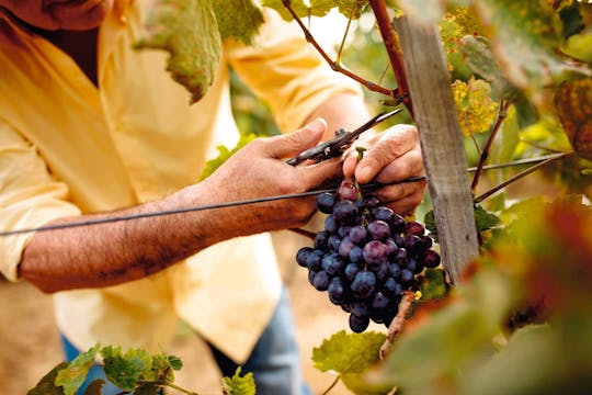 Troodos Mountain Wineries Small Group Tour from the East