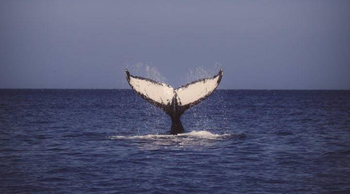 Descubra a observação de baleias em Waikiki em Honolulu