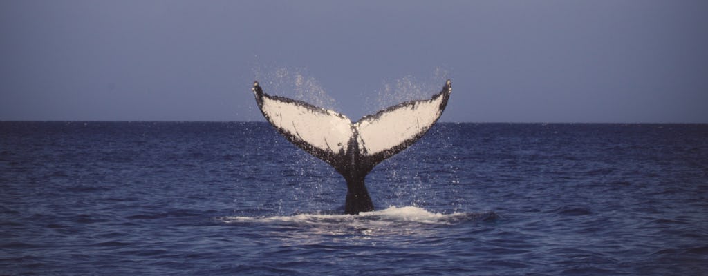 Scopri l'osservazione delle balene di Waikiki a Honolulu