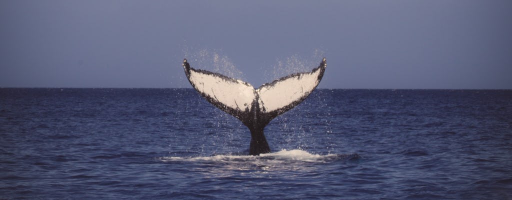 Découvrez l'observation des baleines à Waikiki à Honolulu