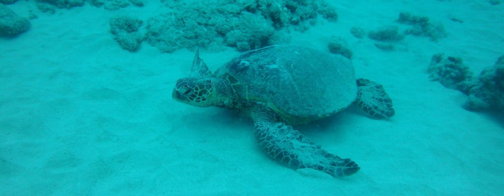 Waikiki-Schildkröte, Schnorchel und Mittagessen