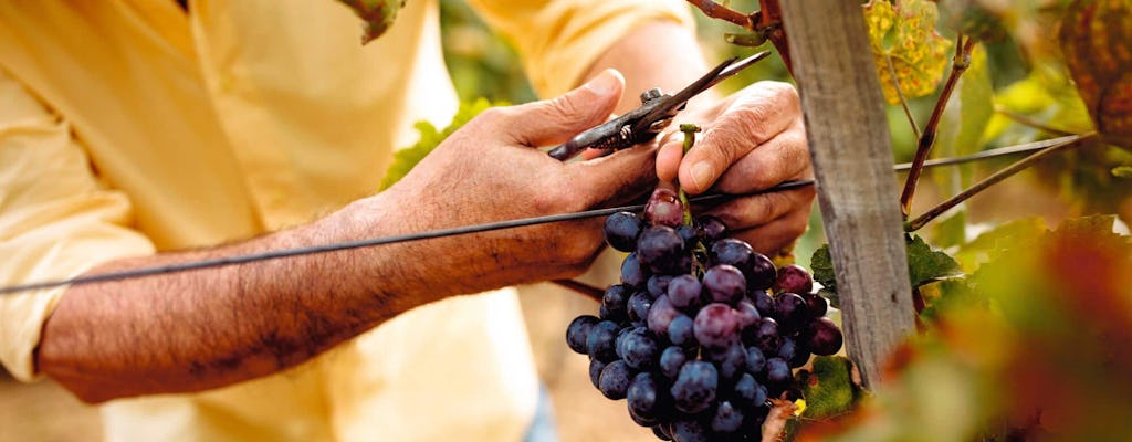 Visite en petit groupe des vignobles du massif du Troodos au départ de l'Ouest