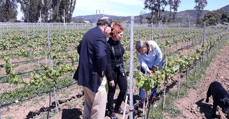 Wine tour in Casablanca & Rosario Valleys with visit to Pomaire