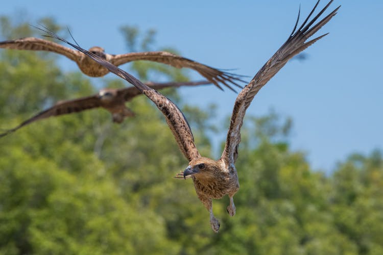 Spectacular Jumping Crocodile Cruise on the Adelaide river