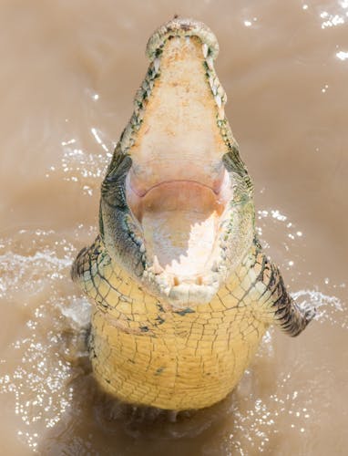 Spectacular Jumping Crocodile Cruise on the Adelaide river