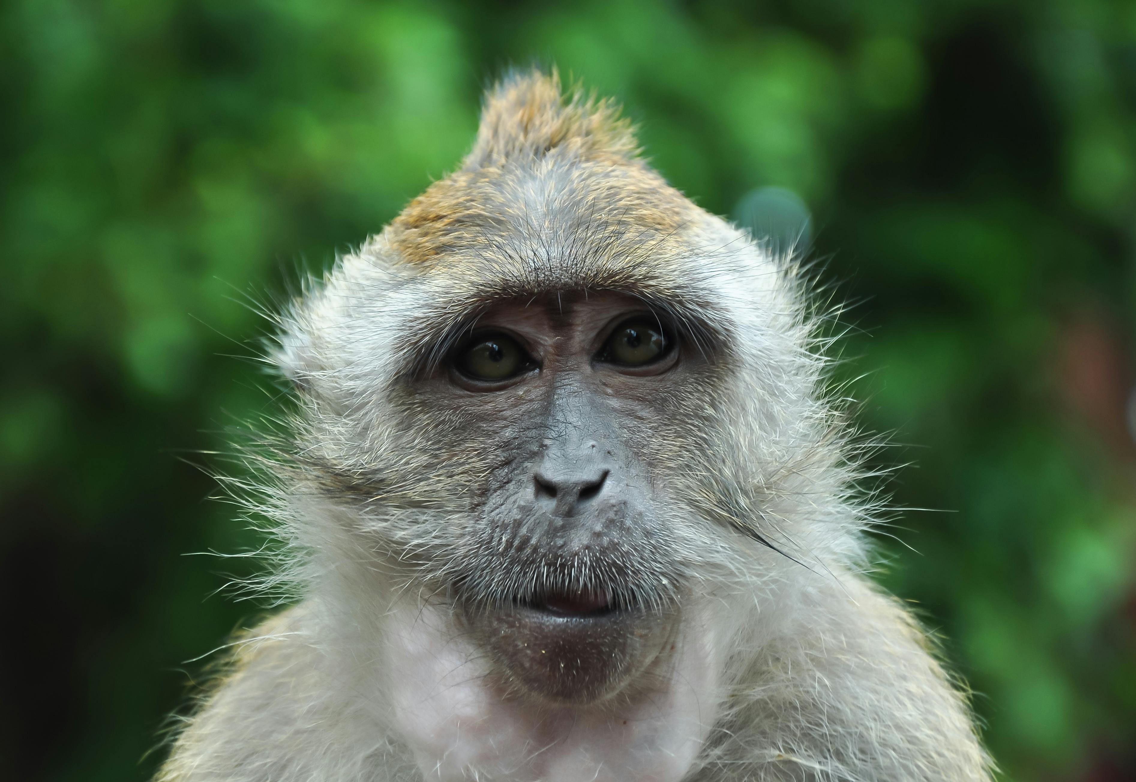 Langkawi UNESCO geopark mangrove half-day tour