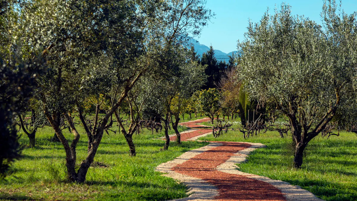 Majorca Olive Oil Tasting Tour
