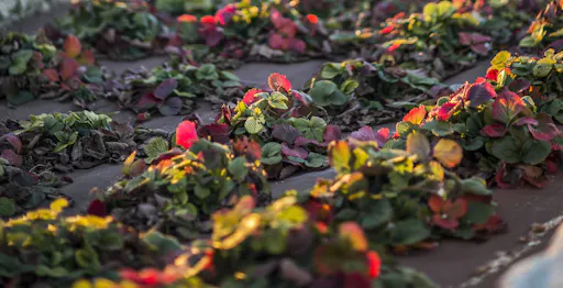 Majorca Olive Oil Tasting Tour