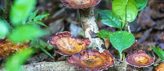 Geführte Wanderung im Sinharaja Forest Reserve aus der Region Galle