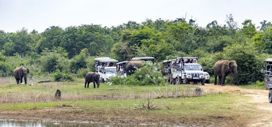 Private Safari im Udawalawe-Nationalpark aus der Region Galle