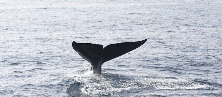 Private Mirissa whale watching from Negombo Region
