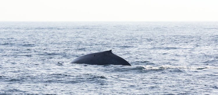 Private Mirissa whale watching from Negombo Region