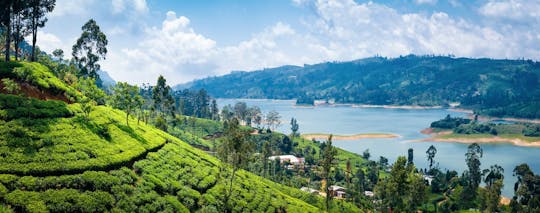 Excursión privada de un día a la ruta del té de Nuwara Eliya desde la región de Negombo
