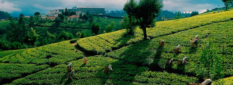 Private day tour of Nuwara Eliya tea route from Negombo region