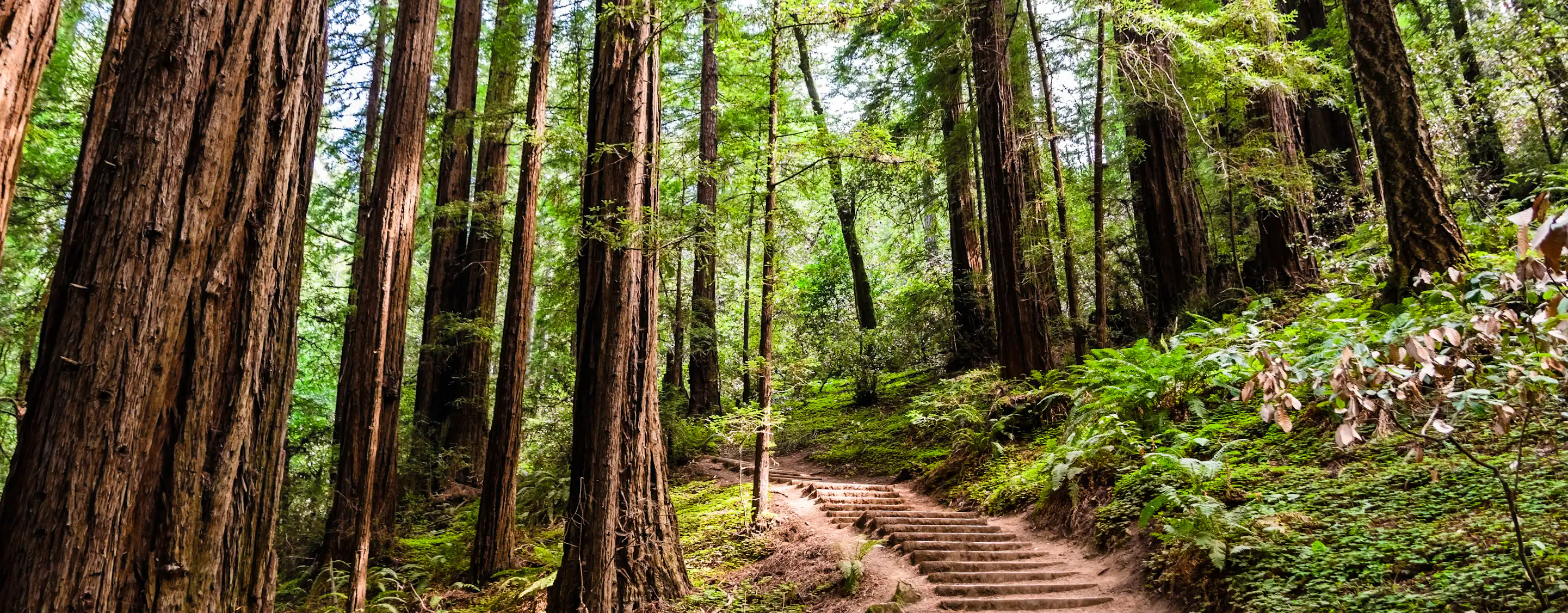 Muir Woods