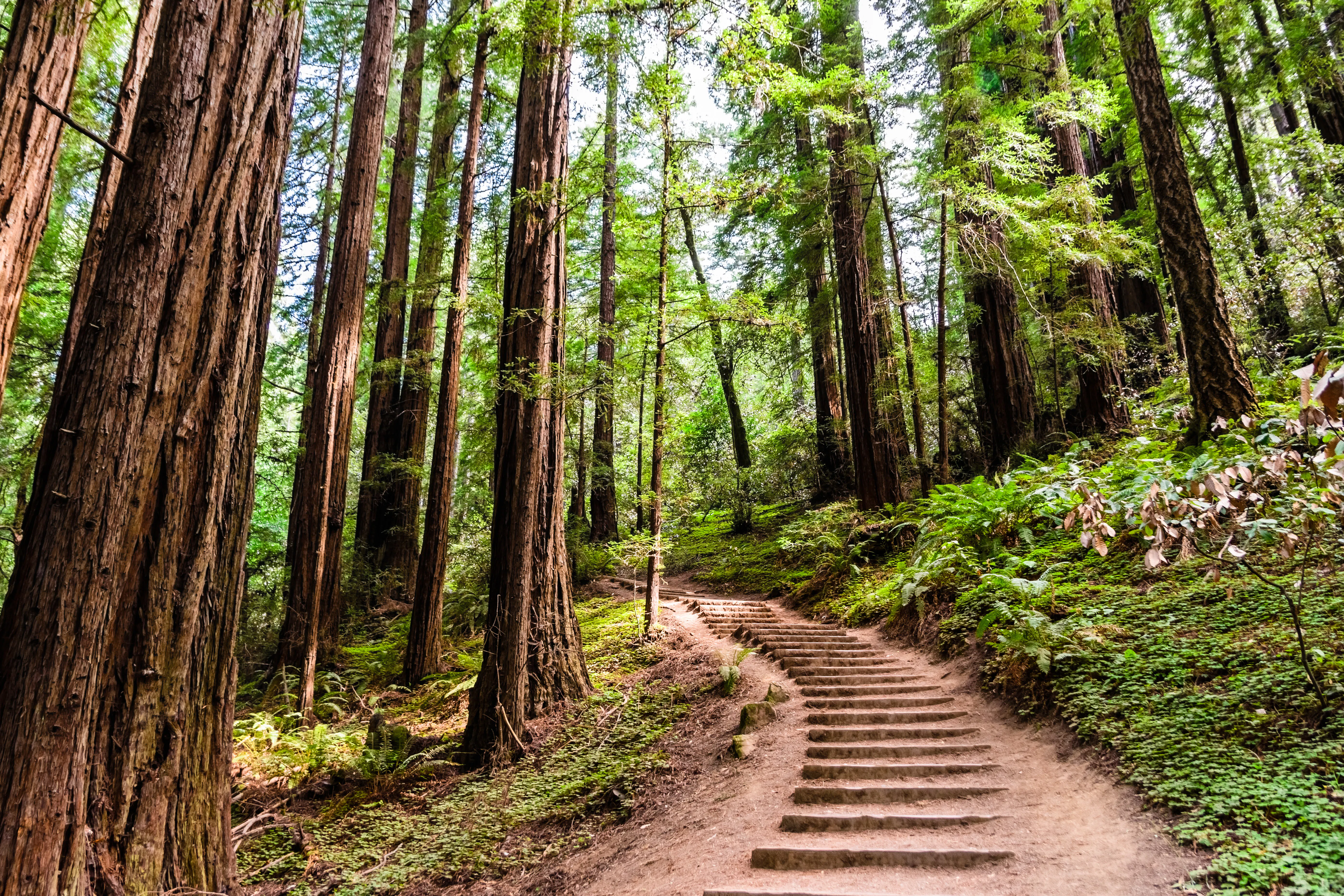 Muir Woods