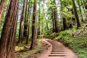 Muir Woods