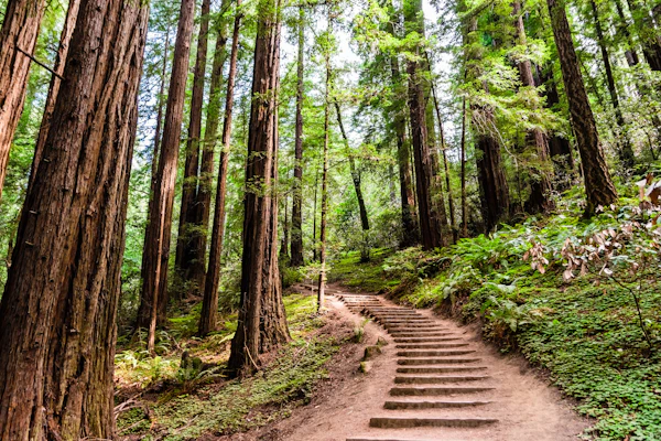 Muir Woods